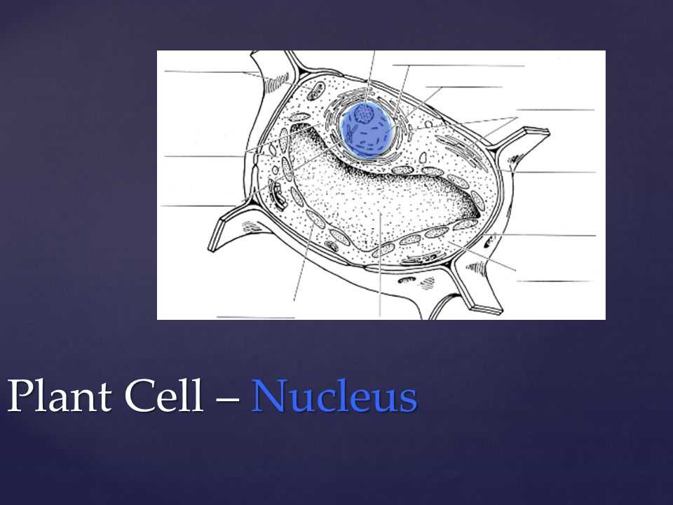 Plant Cell – Nucleus