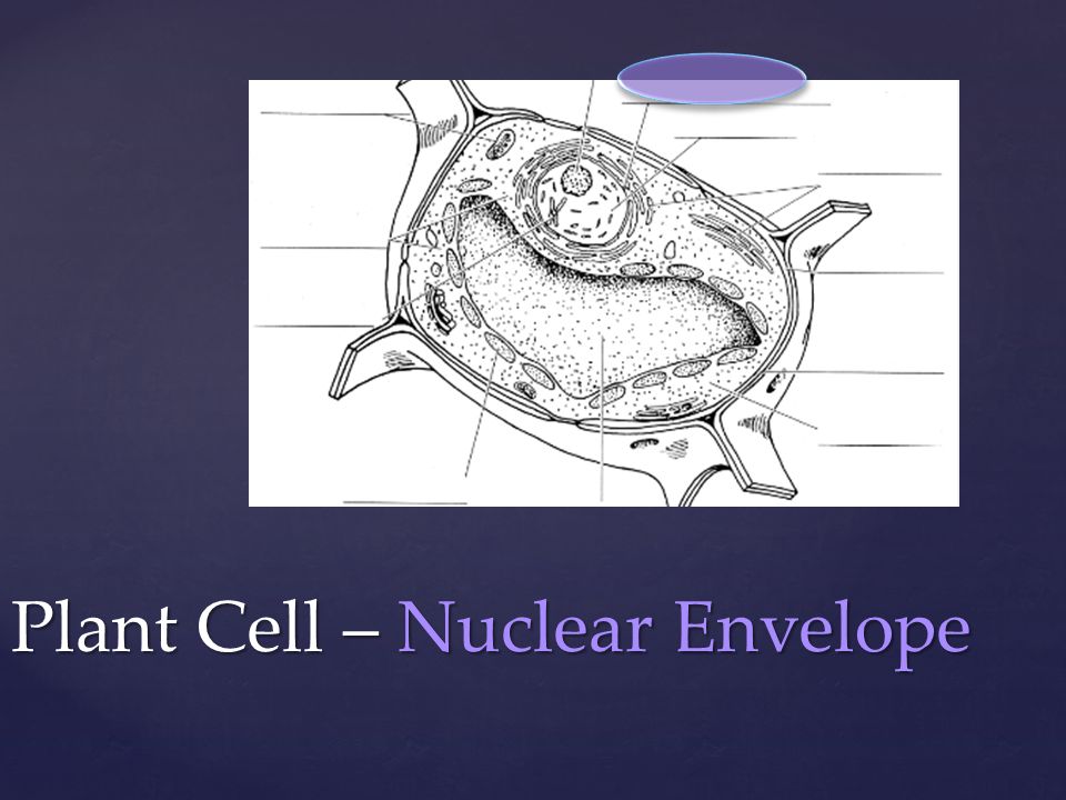 Plant Cell – Nuclear Envelope