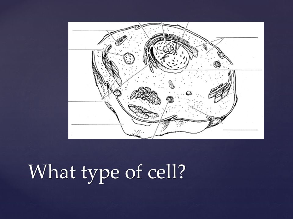 What type of cell