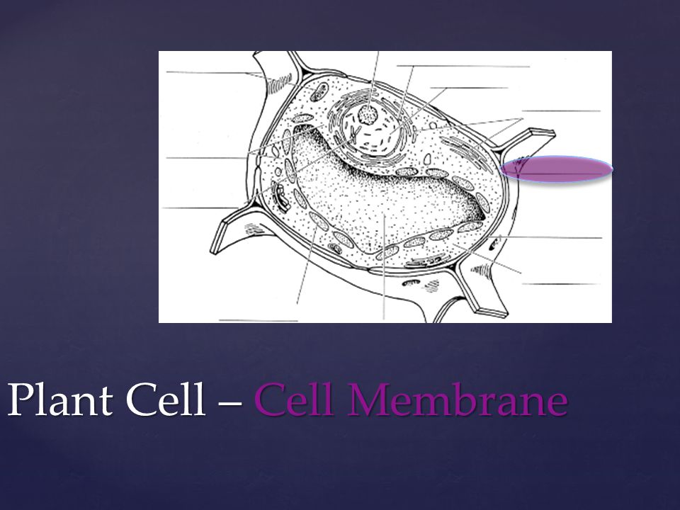 Plant Cell – Cell Membrane