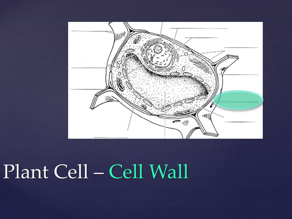 Plant Cell – Cell Wall