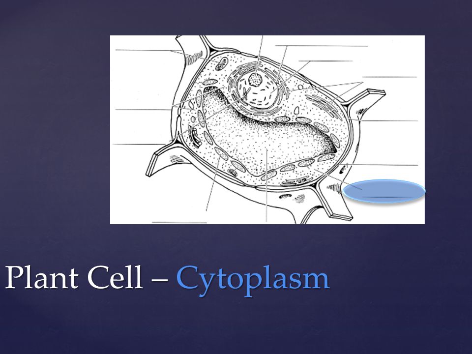 Plant Cell – Cytoplasm