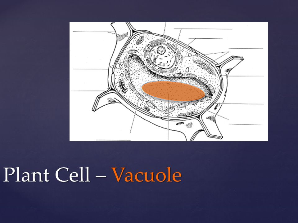 Plant Cell – Vacuole