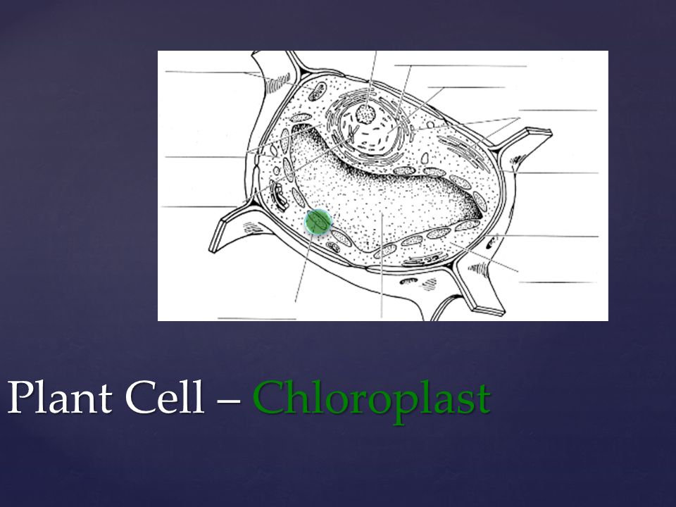 Plant Cell – Chloroplast