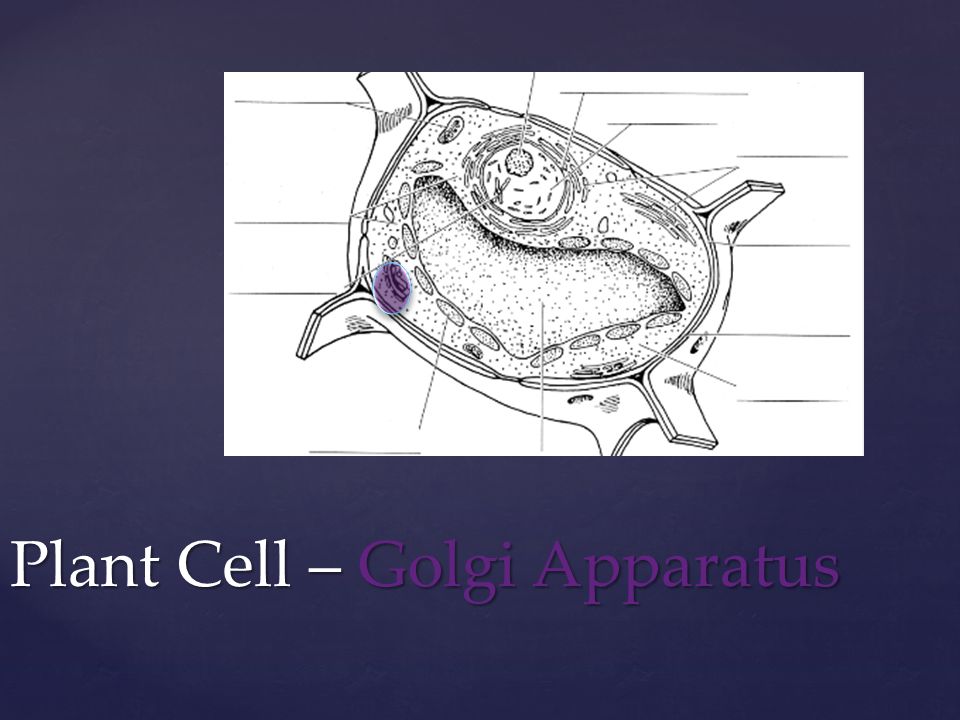 Plant Cell – Golgi Apparatus