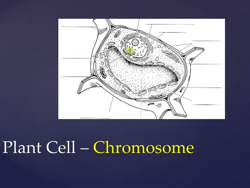 Plant Cell – Chromosome