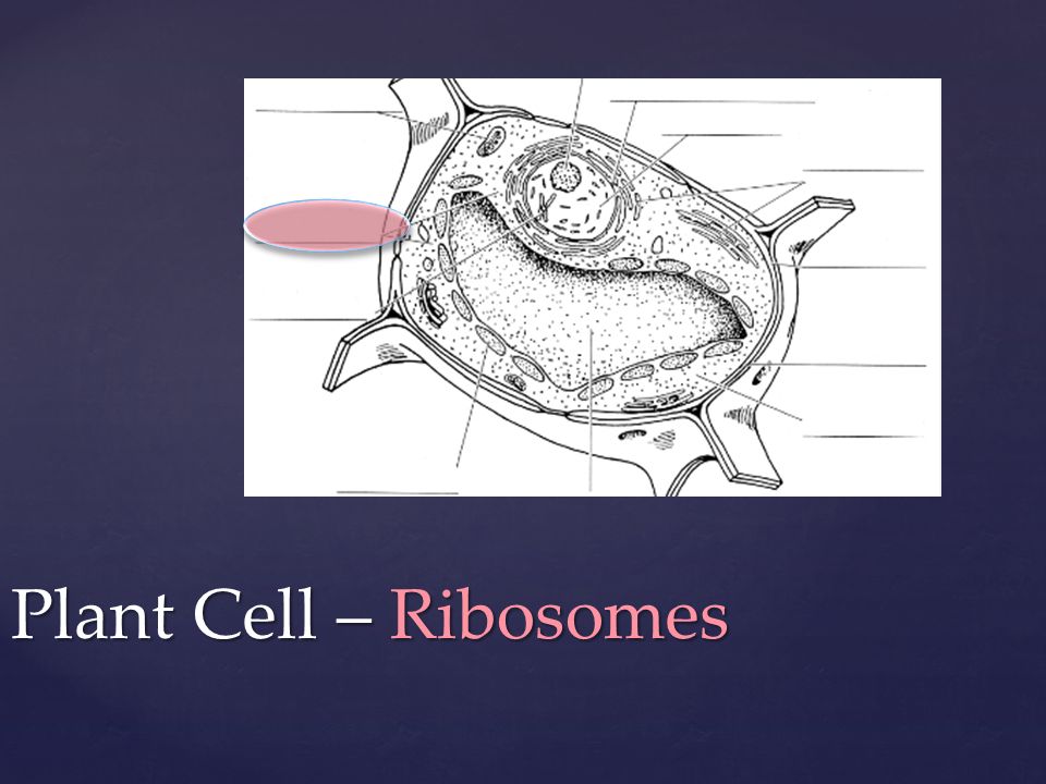 Plant Cell – Ribosomes