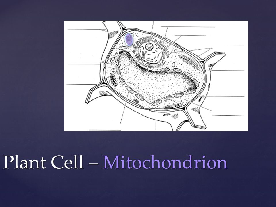Plant Cell – Mitochondrion