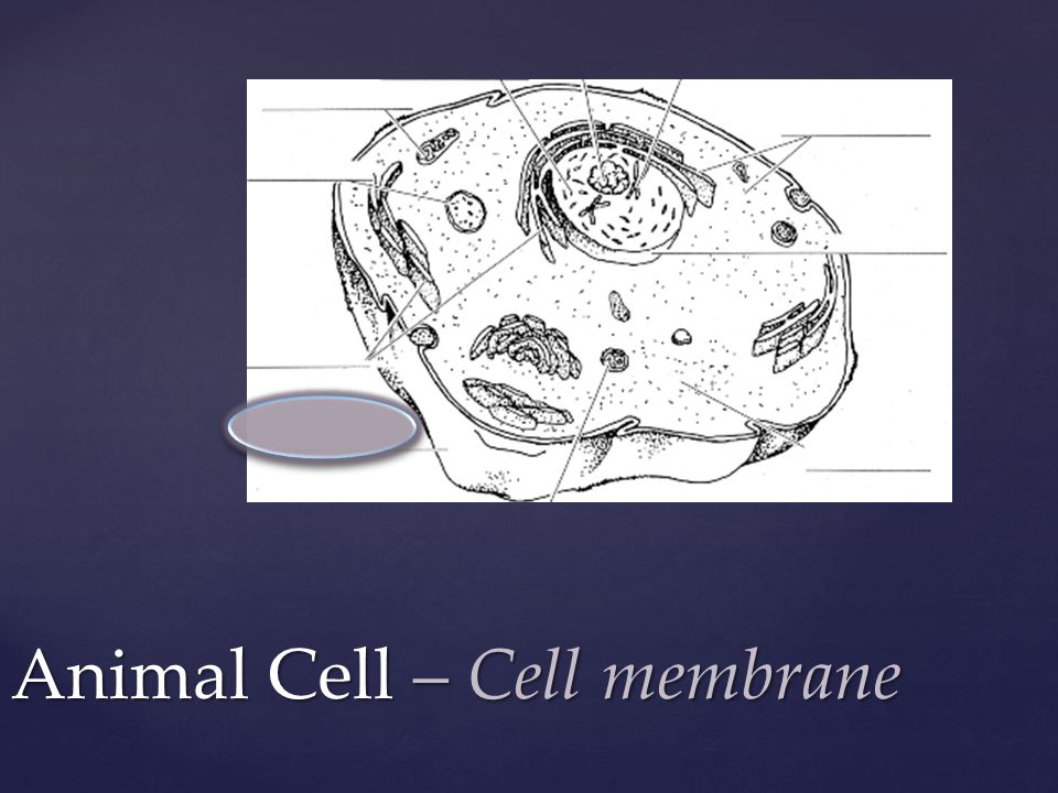 Animal Cell – Cell membrane