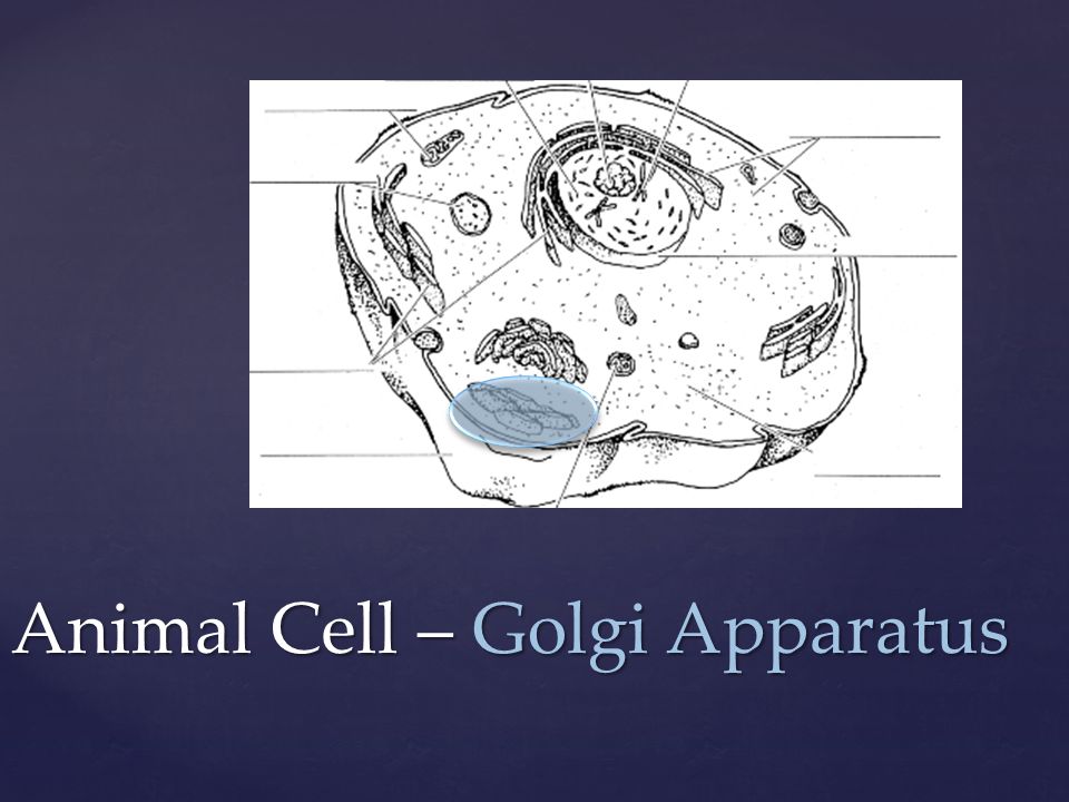 Animal Cell – Golgi Apparatus
