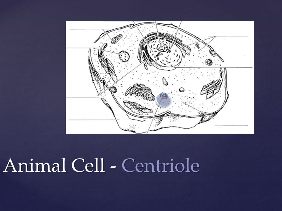 Animal Cell - Centriole