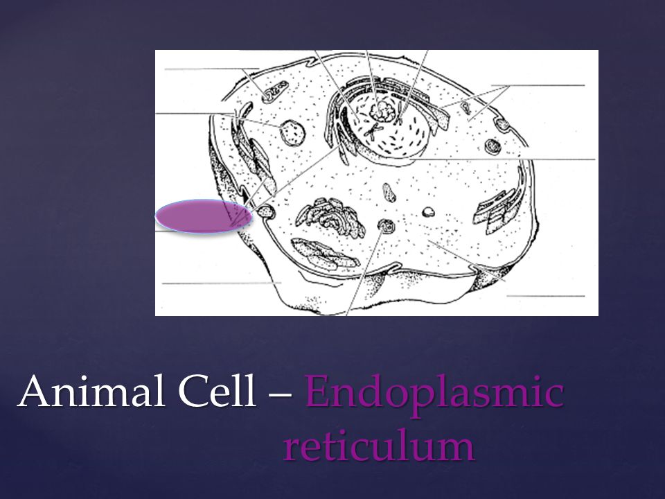 Animal Cell – Endoplasmic reticulum