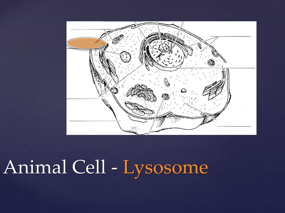 Animal Cell - Lysosome
