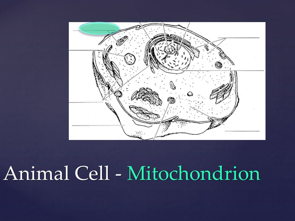 Animal Cell - Mitochondrion