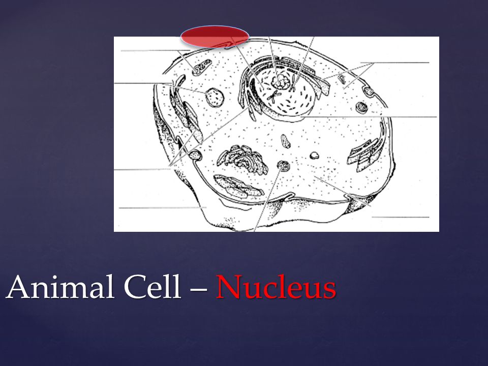 Animal Cell – Nucleus