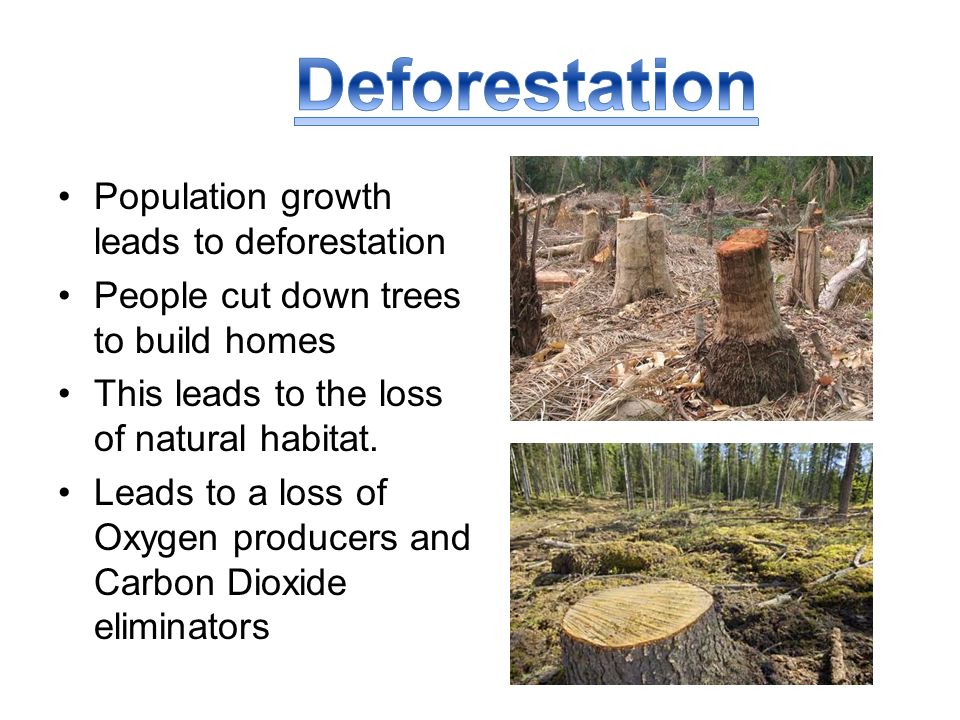 Population growth leads to deforestation People cut down trees to build homes This leads to the loss of natural habitat.