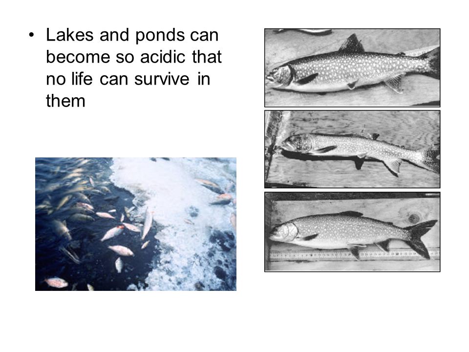 Lakes and ponds can become so acidic that no life can survive in them
