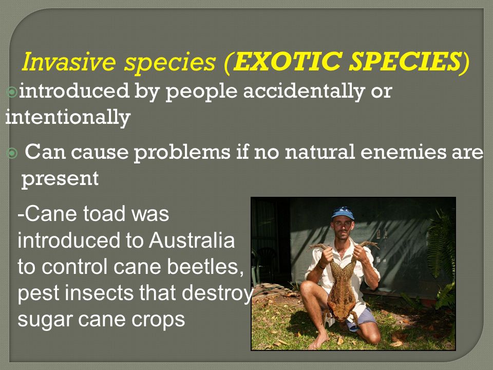 Invasive species (EXOTIC SPECIES)  introduced by people accidentally or intentionally  Can cause problems if no natural enemies are present -Cane toad was introduced to Australia to control cane beetles, pest insects that destroy sugar cane crops