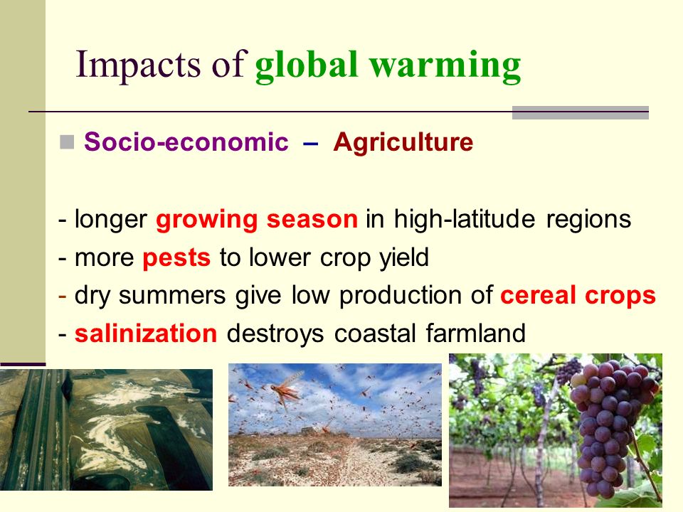 Impacts of global warming Socio-economic – Agriculture - longer growing season in high-latitude regions - more pests to lower crop yield - dry summers give low production of cereal crops - salinization destroys coastal farmland