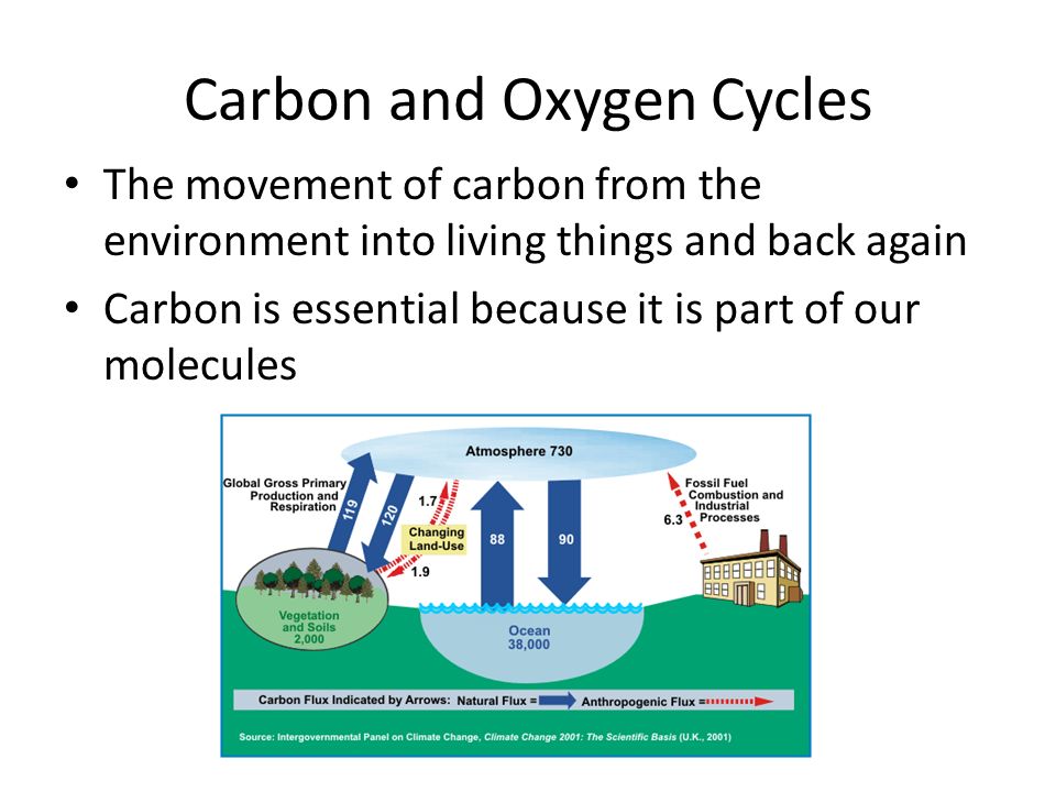 Carbon and Oxygen Cycles The movement of carbon from the environment into living things and back again Carbon is essential because it is part of our molecules
