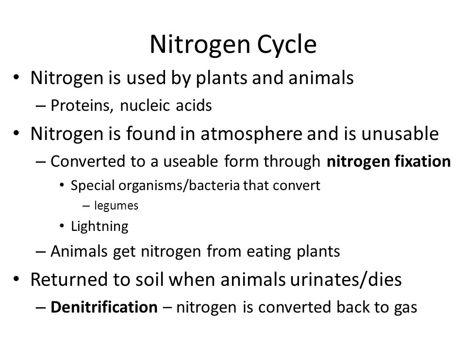 Nitrogen Cycle Nitrogen is used by plants and animals – Proteins, nucleic acids Nitrogen is found in atmosphere and is unusable – Converted to a useable form through nitrogen fixation Special organisms/bacteria that convert – legumes Lightning – Animals get nitrogen from eating plants Returned to soil when animals urinates/dies – Denitrification – nitrogen is converted back to gas