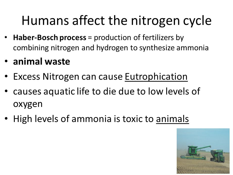 Humans affect the nitrogen cycle Haber-Bosch process = production of fertilizers by combining nitrogen and hydrogen to synthesize ammonia animal waste Excess Nitrogen can cause Eutrophication causes aquatic life to die due to low levels of oxygen High levels of ammonia is toxic to animals
