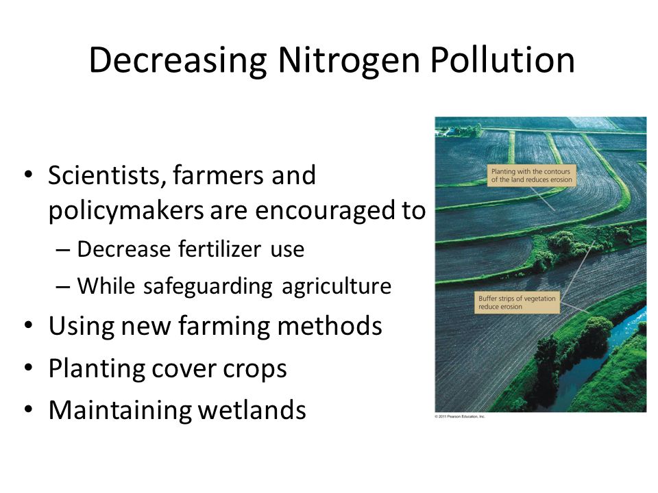 Decreasing Nitrogen Pollution Scientists, farmers and policymakers are encouraged to – Decrease fertilizer use – While safeguarding agriculture Using new farming methods Planting cover crops Maintaining wetlands