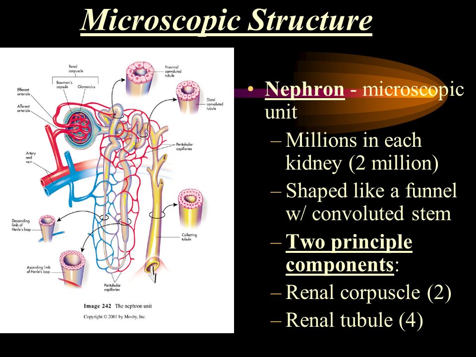 urinary homeostasis urinary homeostasis