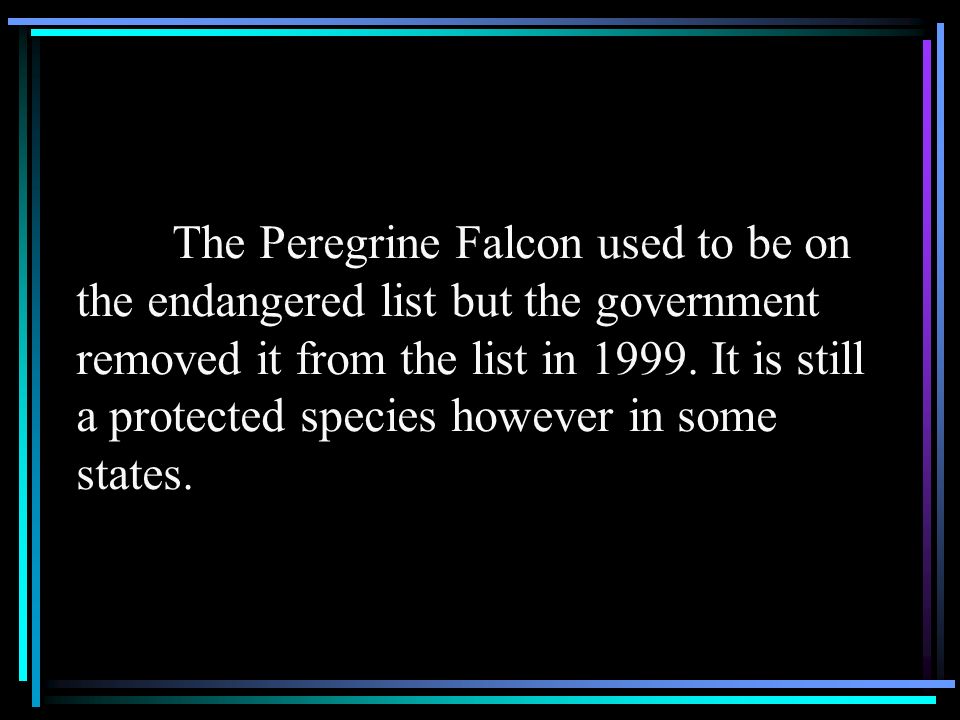 The Peregrine Falcon used to be on the endangered list but the government removed it from the list in 1999.