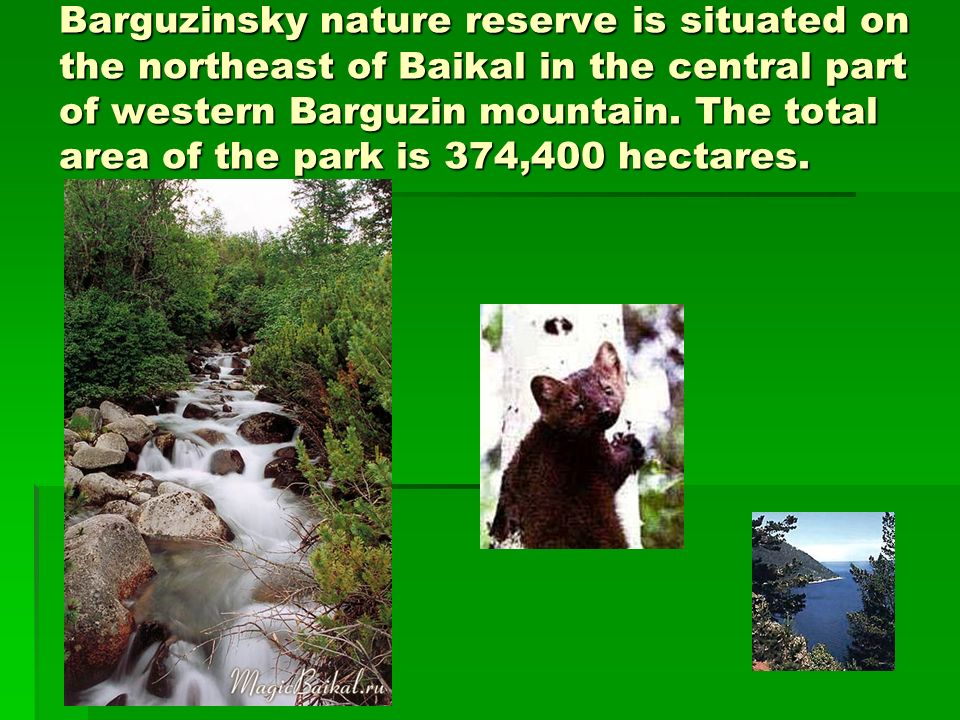 Barguzinsky nature reserve is situated on the northeast of Baikal in the central part of western Barguzin mountain.