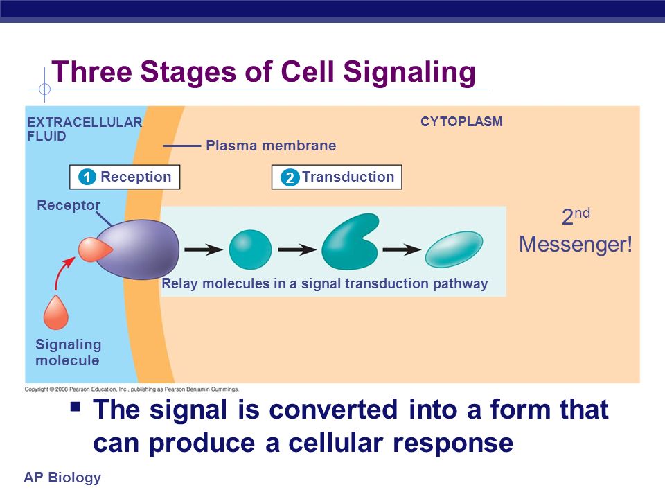 ap biology essay question cell communication ap biology essay question cell communication