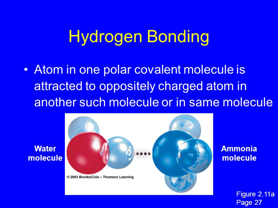 Hydrogen Bonding Atom in one polar covalent molecule is attracted to oppositely charged atom in another such molecule or in same molecule Water molecule Ammonia molecule Figure 2.11a Page 27