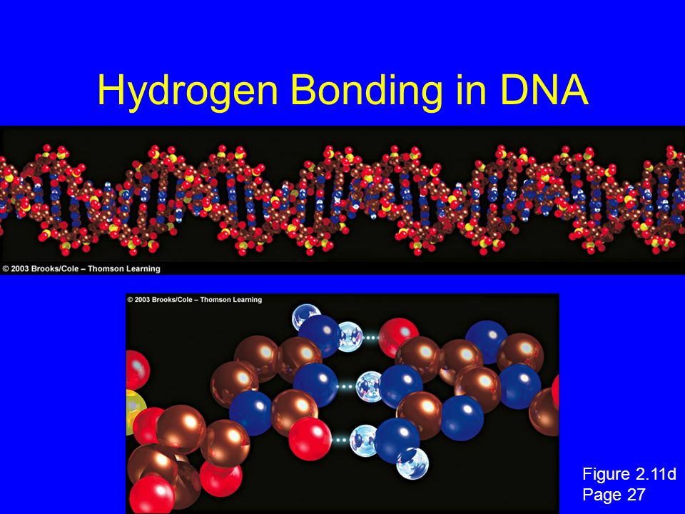 Hydrogen Bonding in DNA Figure 2.11d Page 27