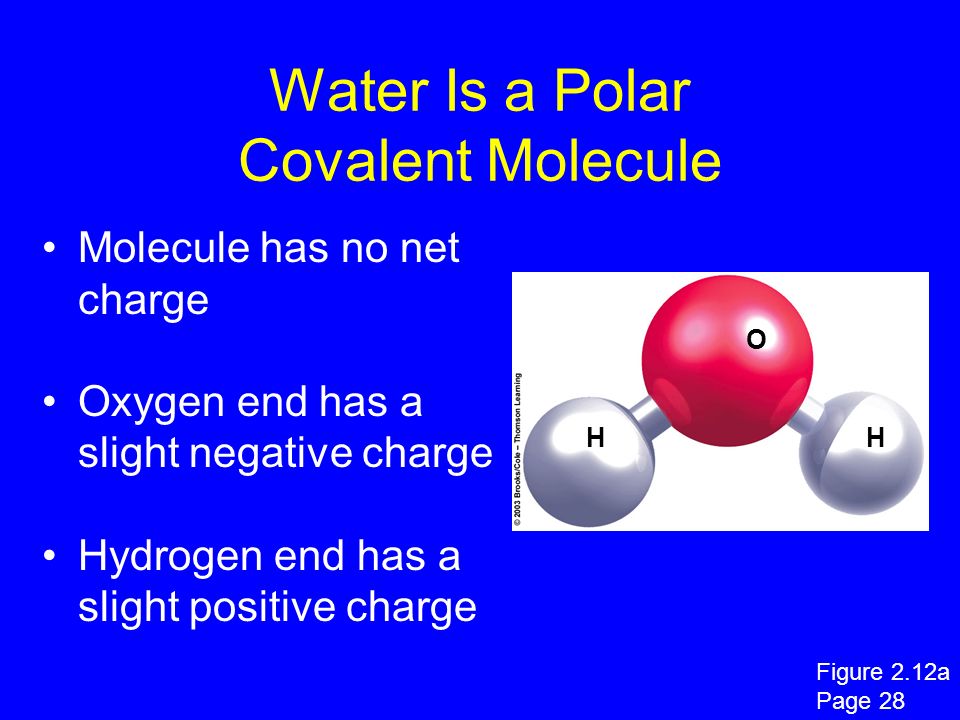 Water Is a Polar Covalent Molecule Molecule has no net charge Oxygen end has a slight negative charge Hydrogen end has a slight positive charge HH O Figure 2.12a Page 28