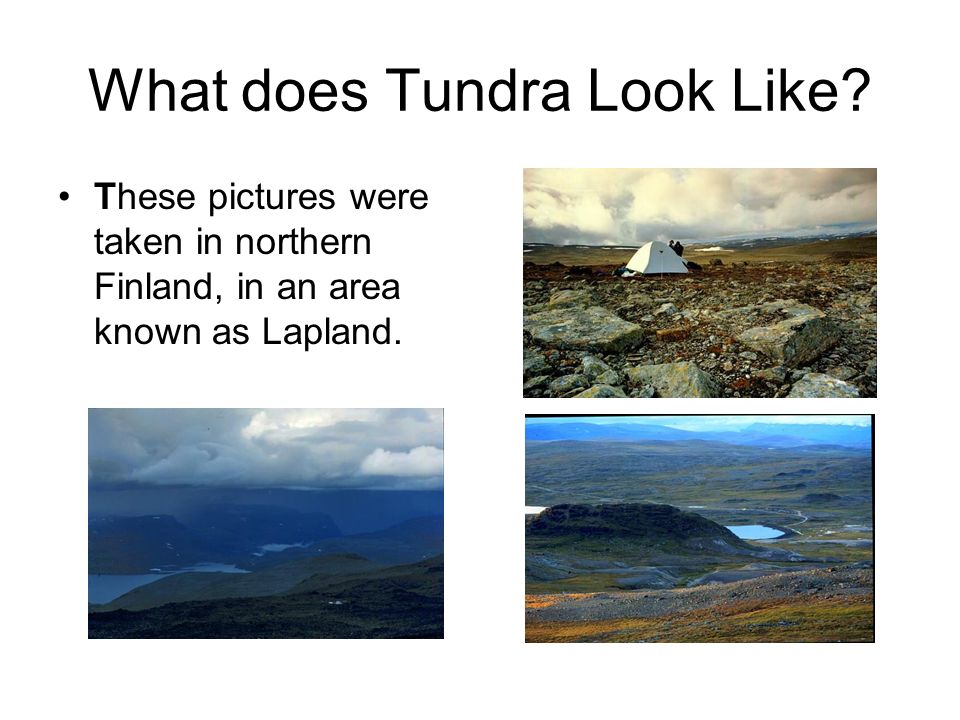 what is a tundra