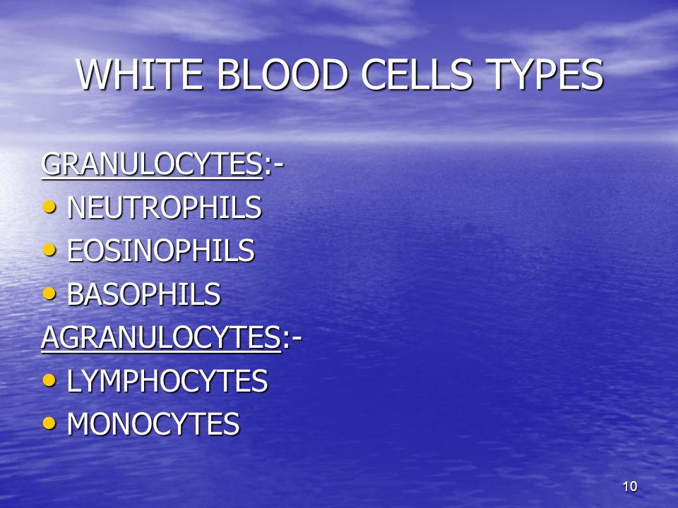 10 WHITE BLOOD CELLS TYPES GRANULOCYTES:- NEUTROPHILS NEUTROPHILS EOSINOPHILS EOSINOPHILS BASOPHILS BASOPHILS AGRANULOCYTES:- LYMPHOCYTES LYMPHOCYTES MONOCYTES MONOCYTES