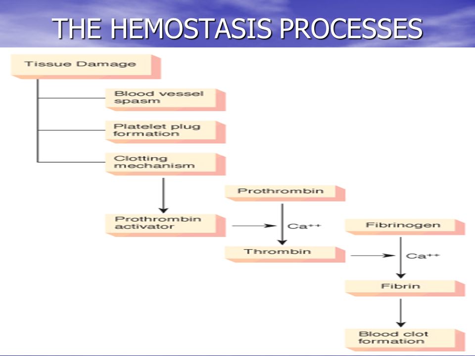 22 THE HEMOSTASIS PROCESSES