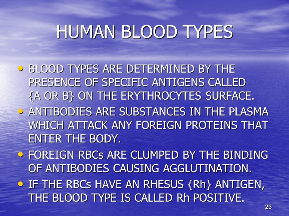 23 HUMAN BLOOD TYPES BLOOD TYPES ARE DETERMINED BY THE PRESENCE OF SPECIFIC ANTIGENS CALLED {A OR B} ON THE ERYTHROCYTES SURFACE.