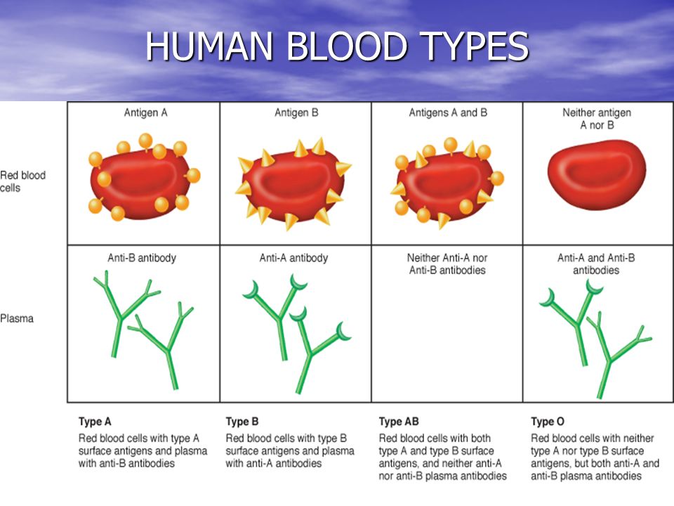 24 HUMAN BLOOD TYPES