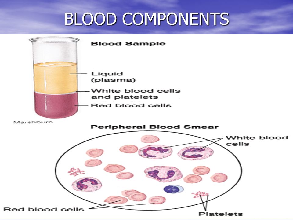 4 BLOOD COMPONENTS
