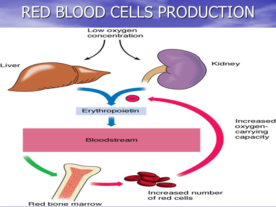 8 RED BLOOD CELLS PRODUCTION