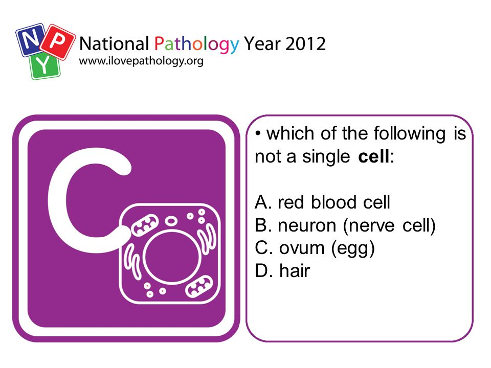 which of the following is not a single cell: A. red blood cell B.