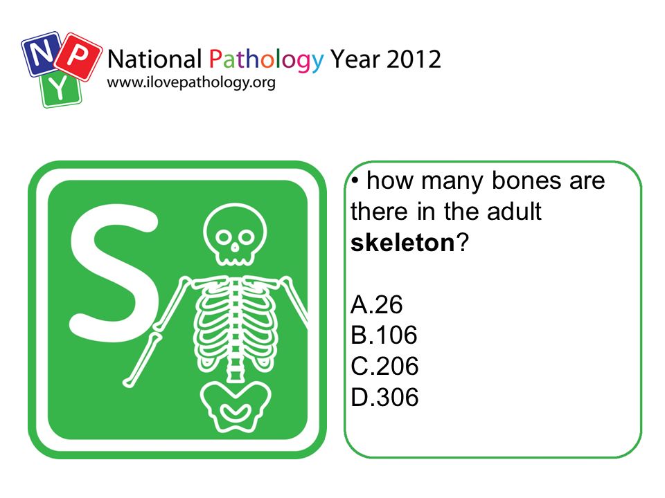 how many bones are there in the adult skeleton A.26 B.106 C.206 D.306