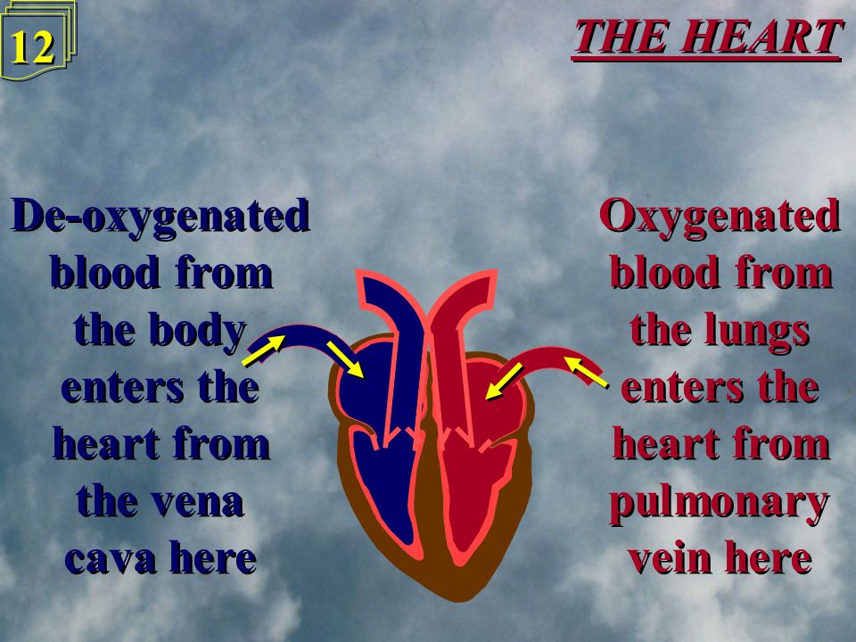 THE HEART 11 Blood vessels coming out of the heart are called Arteries, those going in are called Veins Blood vessels coming out of the heart are called Arteries, those going in are called Veins Aorta Pulmonary Vein Left Atrium Left Ventricle Bicuspid Valve Pulmonary Artery Right Ventricle Tricuspid Valve Vena Cava Right Atrium Semi-lunar valves