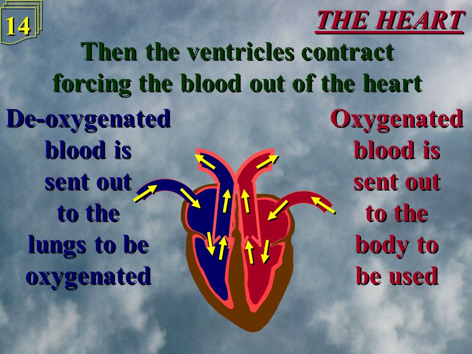 THE HEART 13 Contraction of the left and right atriums forces the blood down into the left and right ventricles Contraction of the left and right atriums forces the blood down into the left and right ventricles