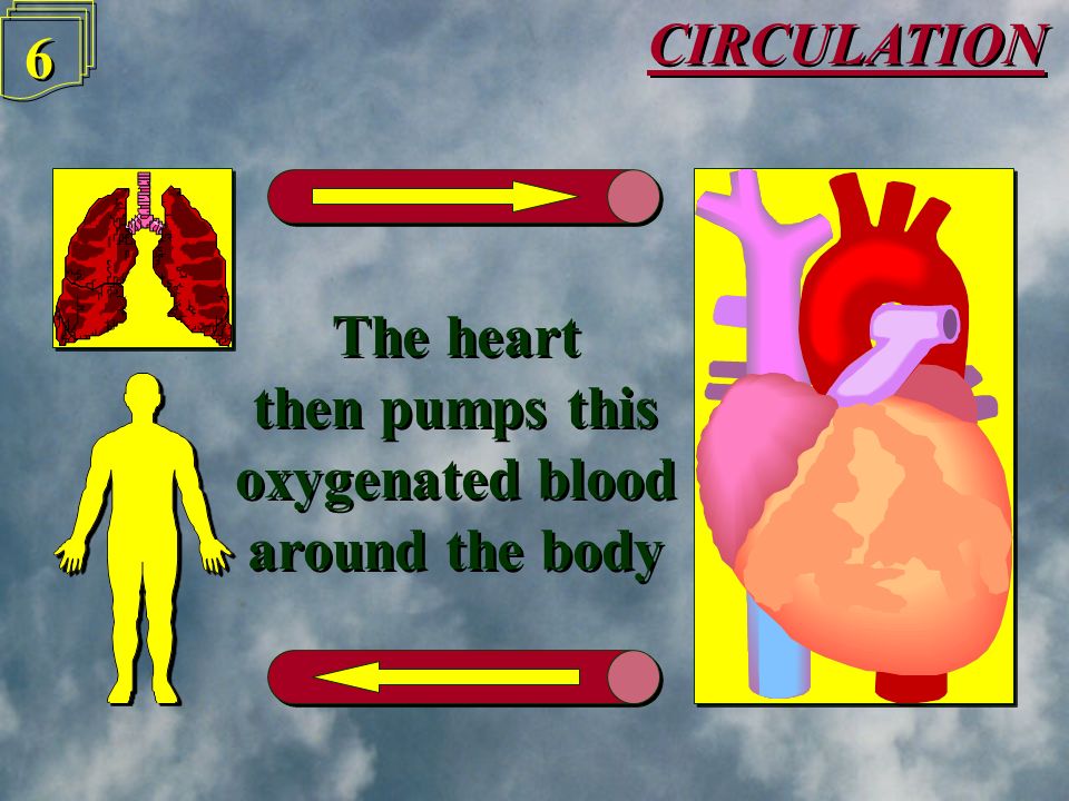 CIRCULATION 5 5 Oxygen dissolves into the blood in the lungs and the blood then goes to the heart Oxygen dissolves into the blood in the lungs and the blood then goes to the heart