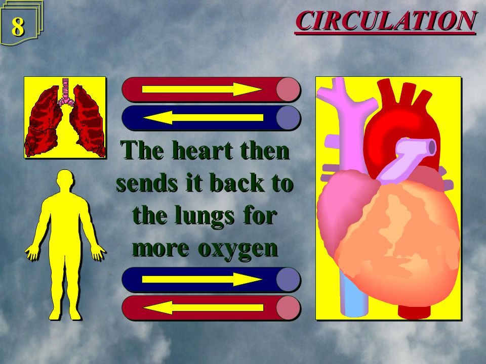 CIRCULATION 7 7 Oxygen is used up by the body and the blood goes back to the heart Oxygen is used up by the body and the blood goes back to the heart