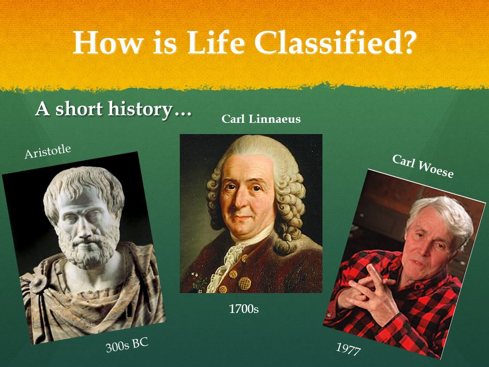 How is Life Classified A short history… 1700s 300s BC 1977 Aristotle Carl Linnaeus Carl Woese