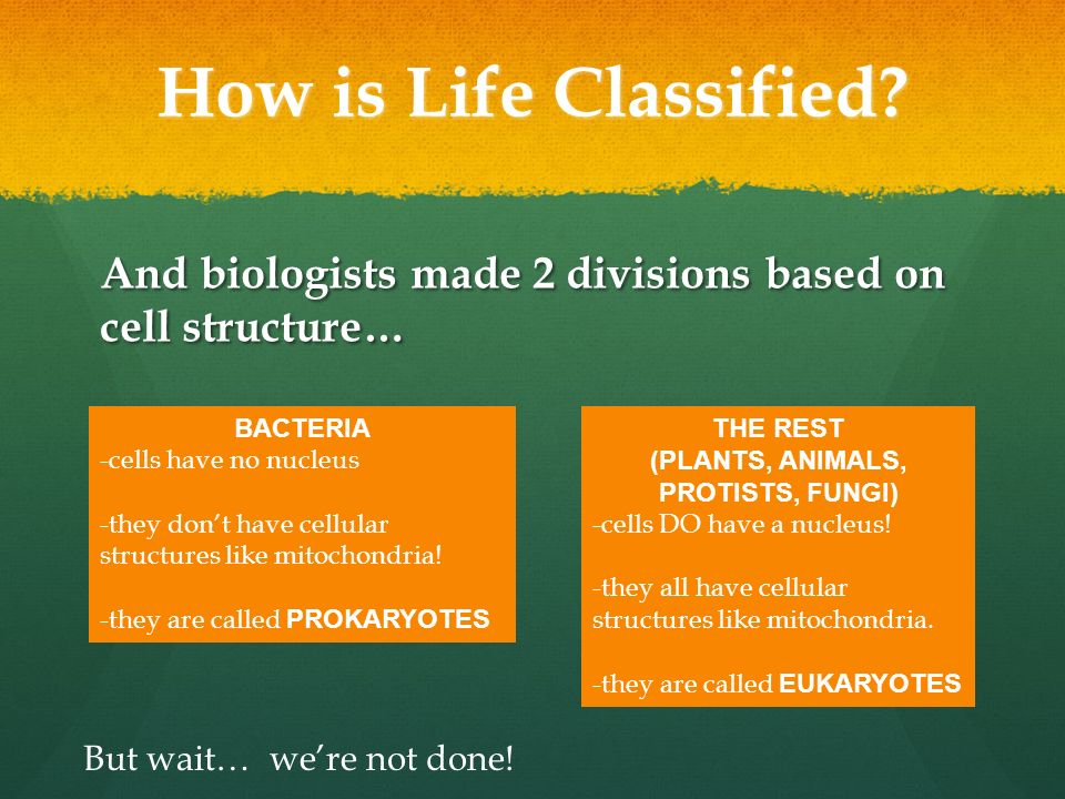 How is Life Classified.