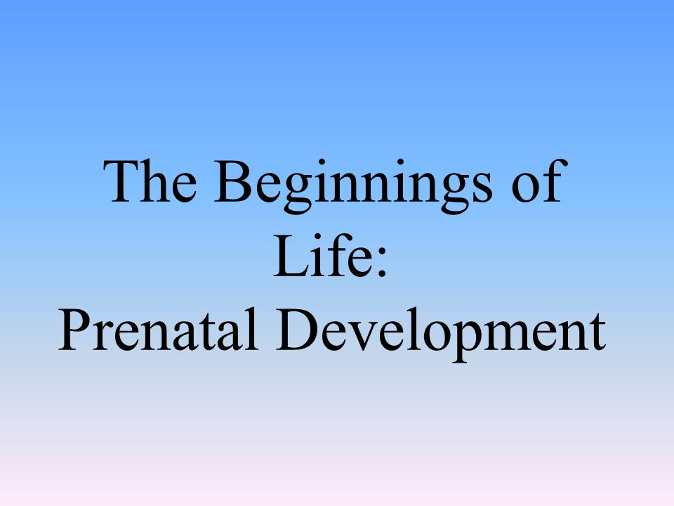 The Beginnings of Life: Prenatal Development